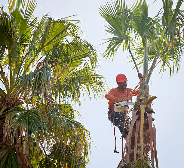 Reliable Tunnel Hill, GA Tree Service Solutions